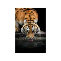 tableau sur verre synthétique tigre sibérien 80x120 cm 640273