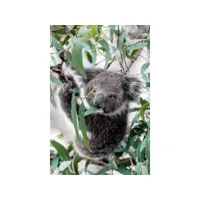 tableau sur verre koala dans un arbre 45x65 cm 634290