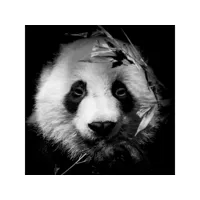 tableau sur verre portrait panda 45x45 cm 634194
