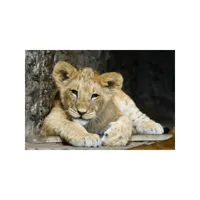 tableau sur verre lion cub 45x65 cm 636548
