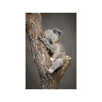 tableau sur verre koala endormi 45x65 cm 634201